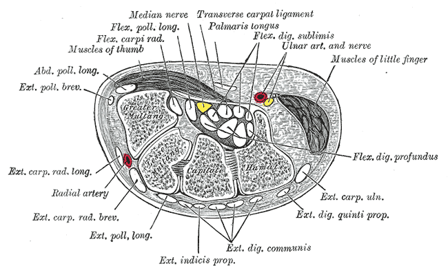 Transverse cut of the Hand1